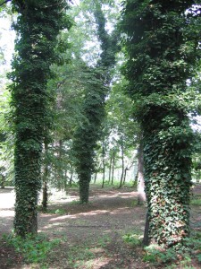 stromy les